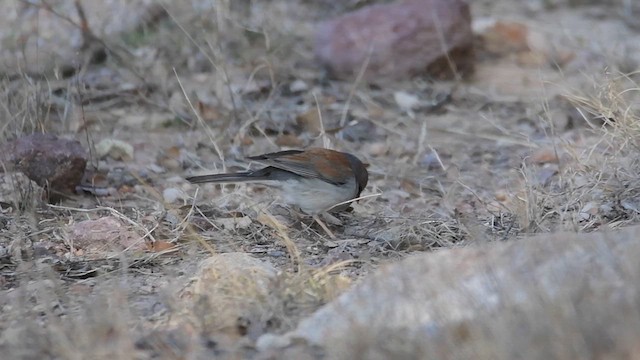 Yellow-eyed Junco - ML657085106