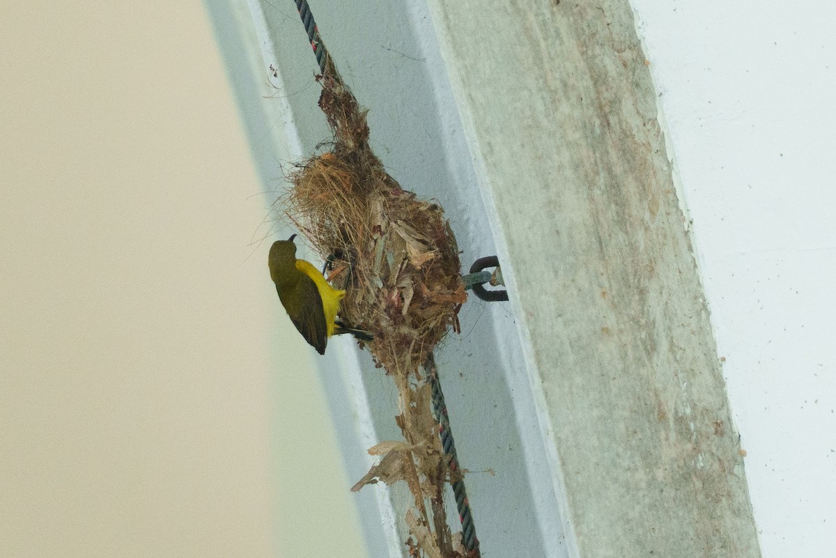 Ornate Sunbird - ML657085145