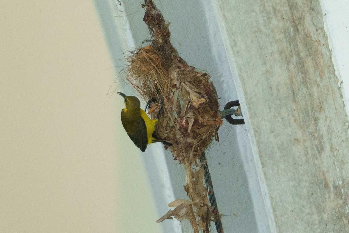 Ornate Sunbird - ML657085146