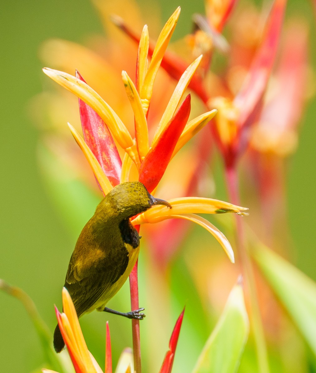 Ornate Sunbird - ML657085147
