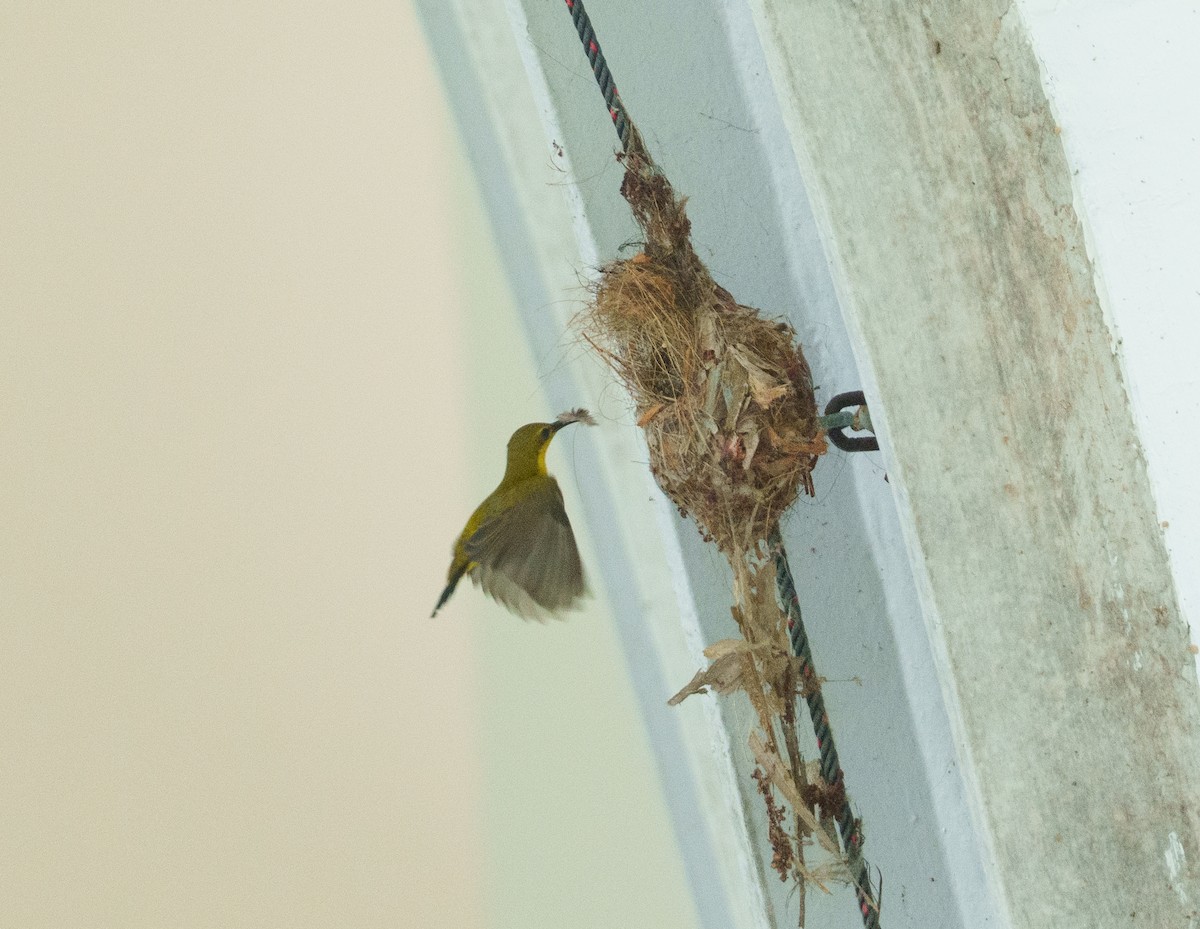 Ornate Sunbird - ML657085148