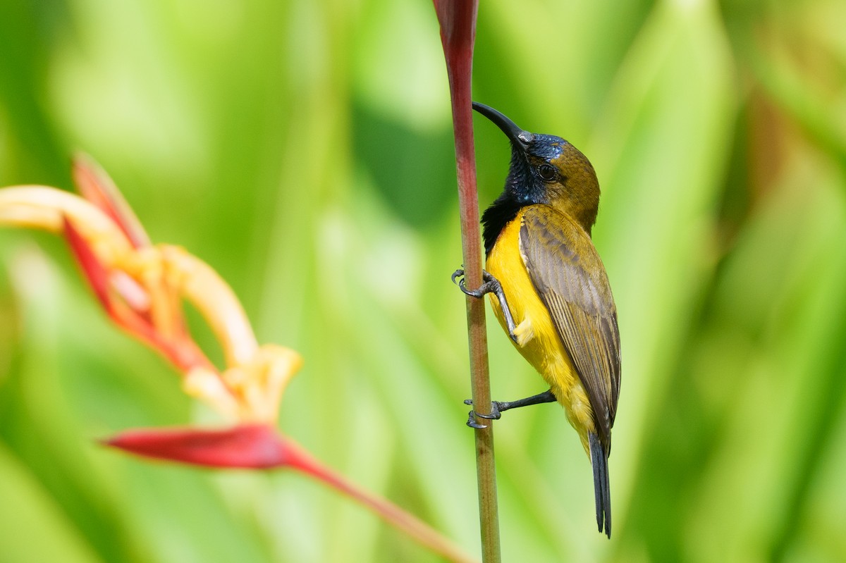 Ornate Sunbird - ML657085149