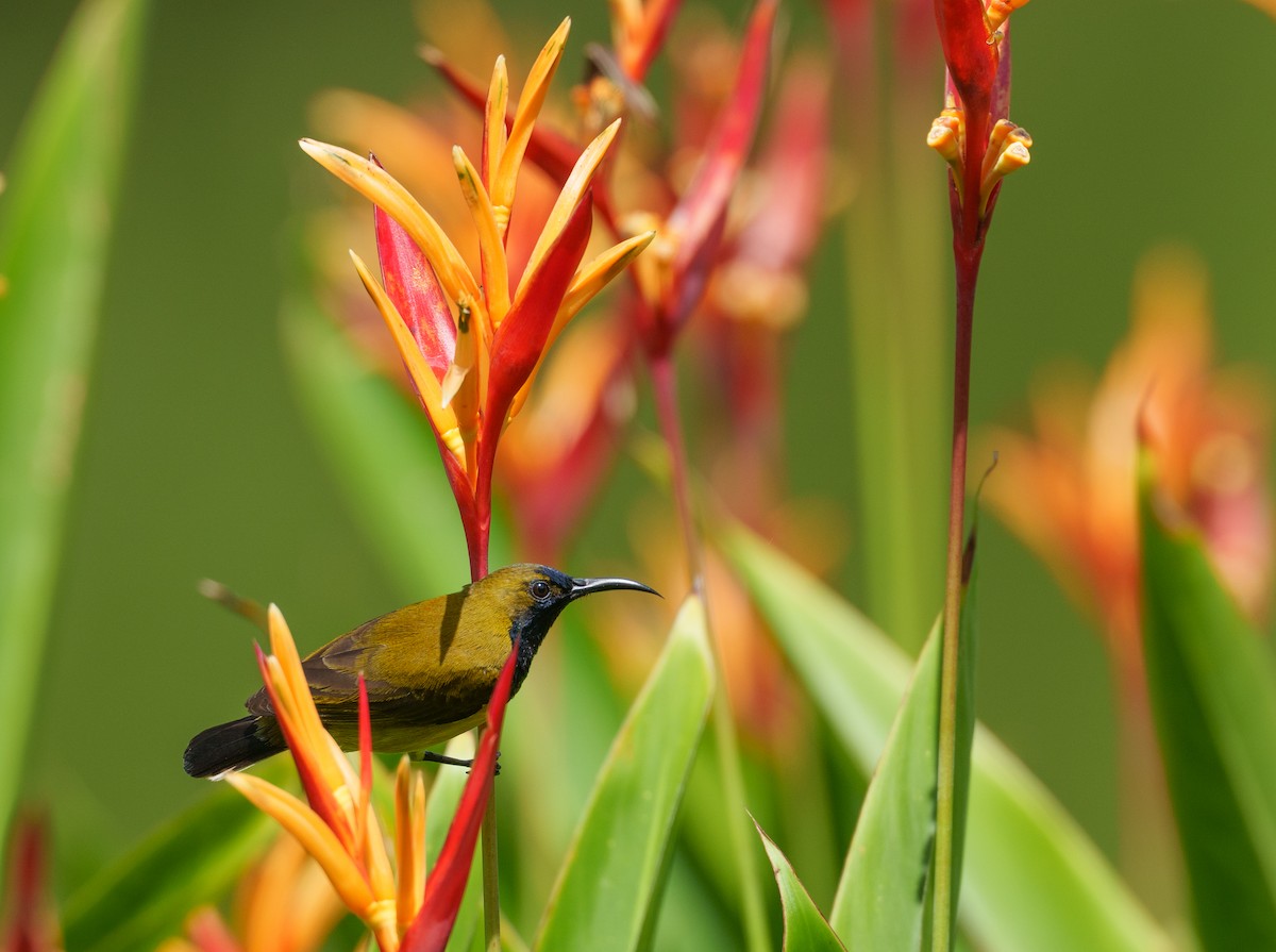 Ornate Sunbird - ML657085150
