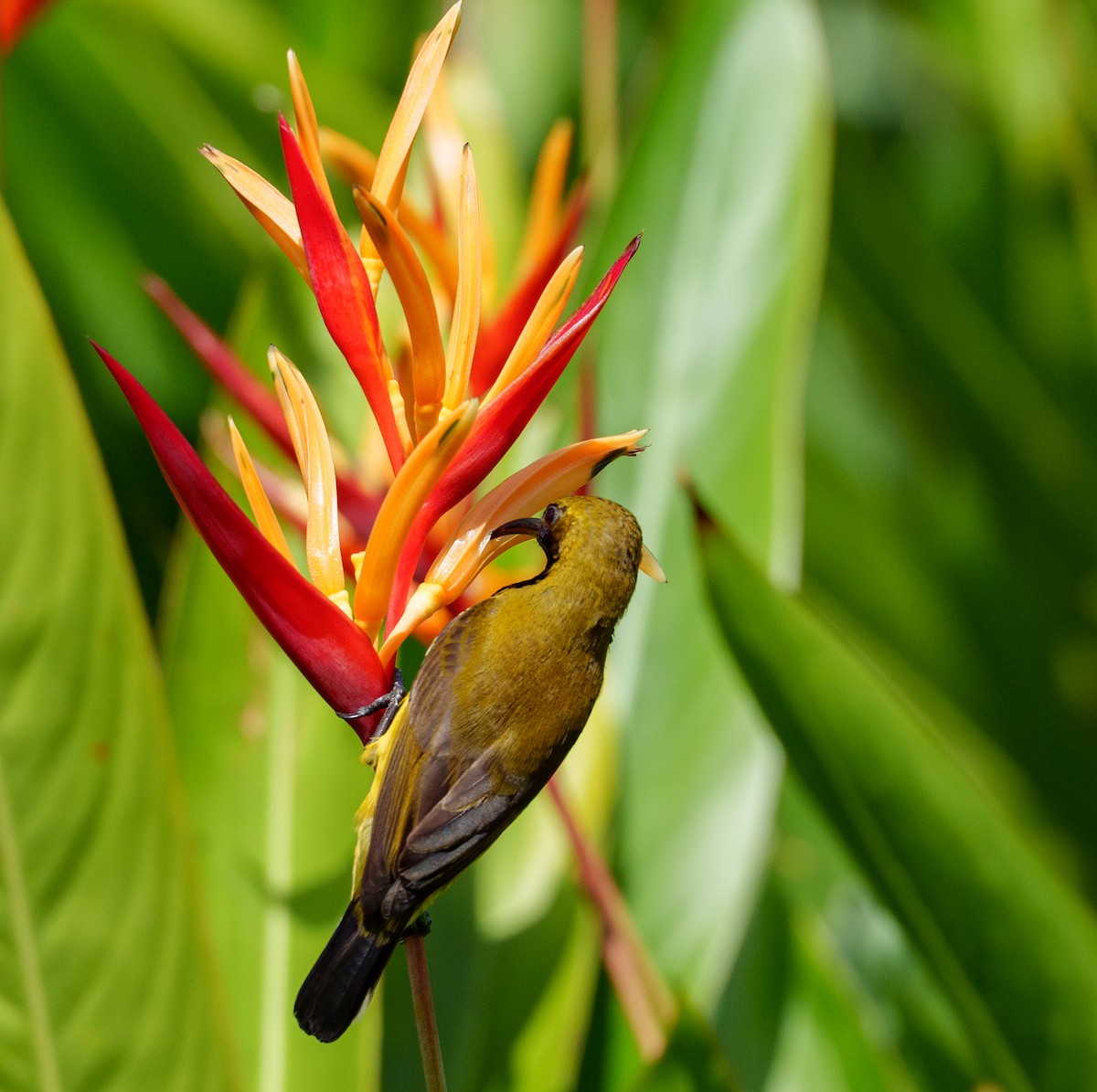 Ornate Sunbird - ML657085151
