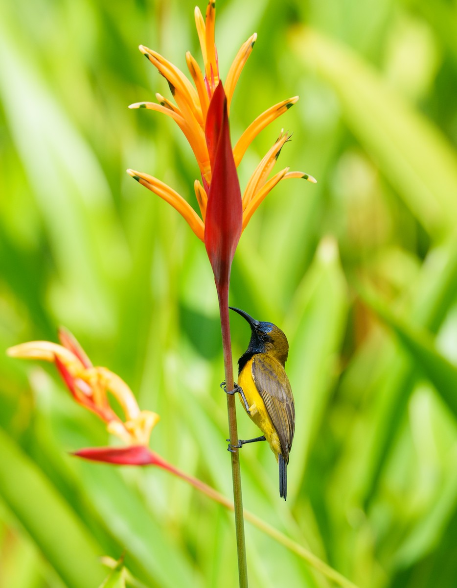 Ornate Sunbird - ML657085152