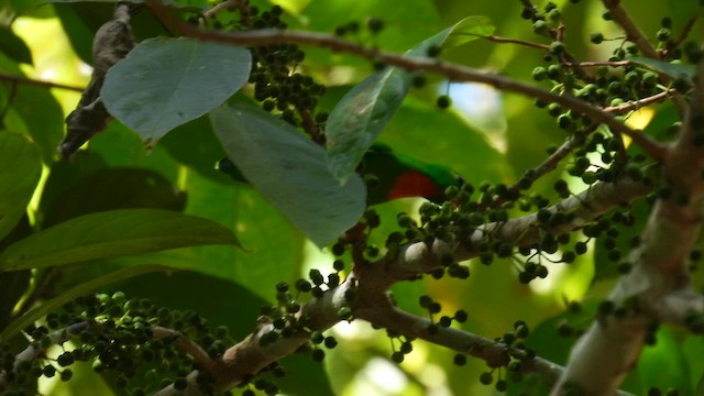 Philippine Hanging-Parrot - ML657085161