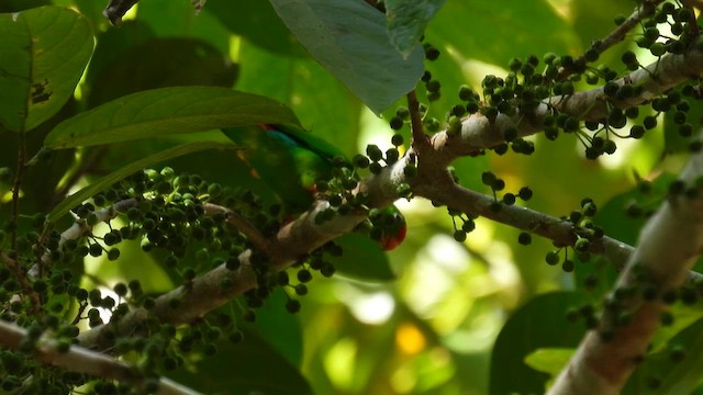 Philippine Hanging-Parrot - ML657085162