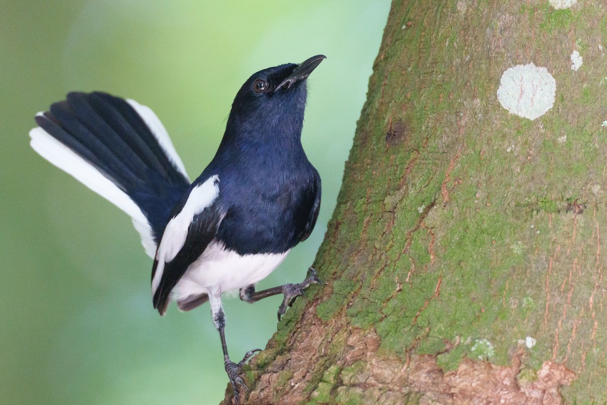 Oriental Magpie-Robin - ML657085278