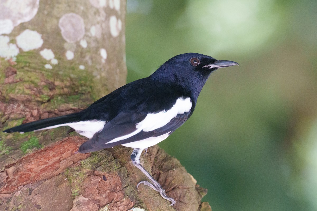 Oriental Magpie-Robin - ML657085279
