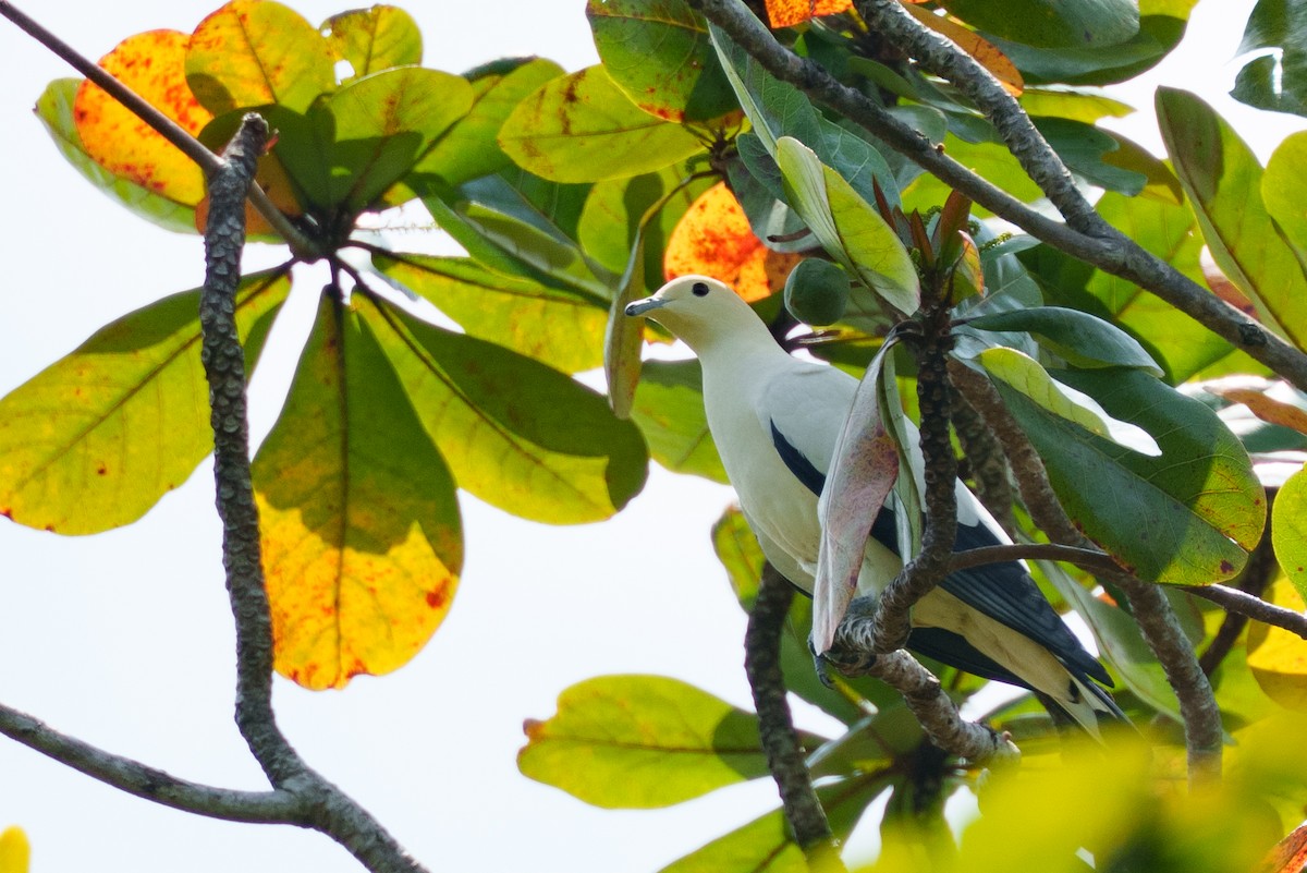 Pied Imperial-Pigeon - ML657085338