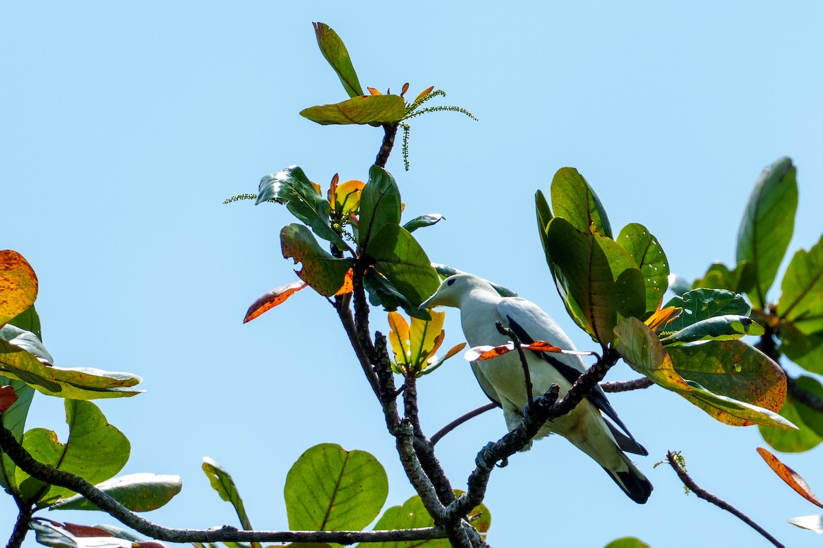 Pied Imperial-Pigeon - ML657085339