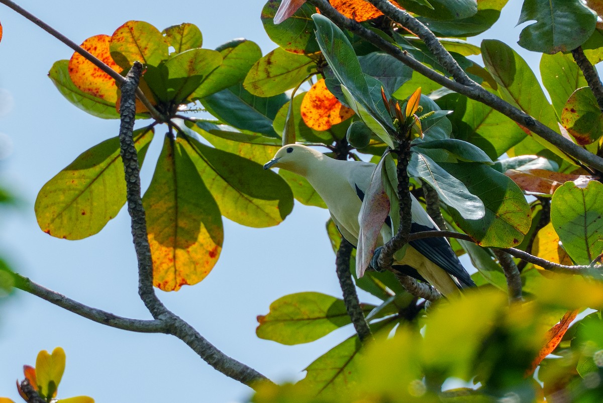 Pied Imperial-Pigeon - ML657085340