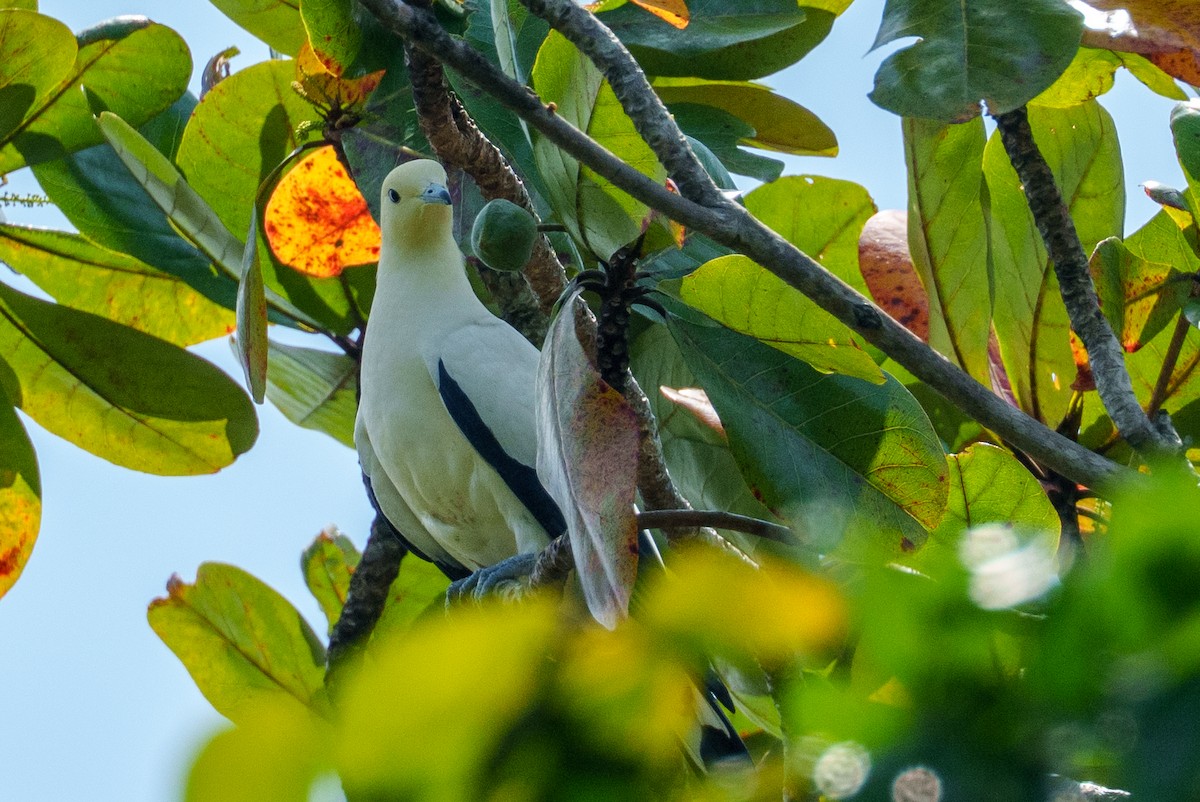 Pied Imperial-Pigeon - ML657085341