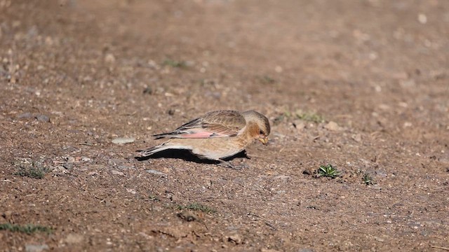 Crimson-winged Finch (African) - ML657085358