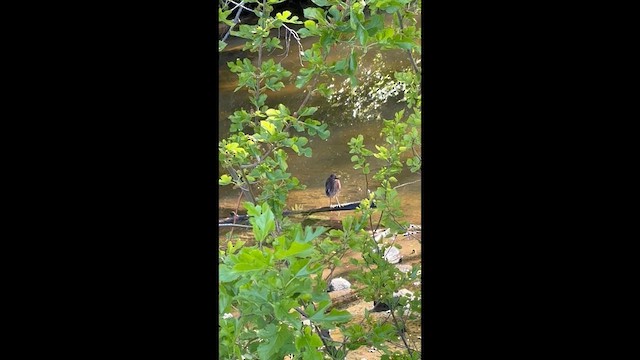 Green Heron - ML657085372