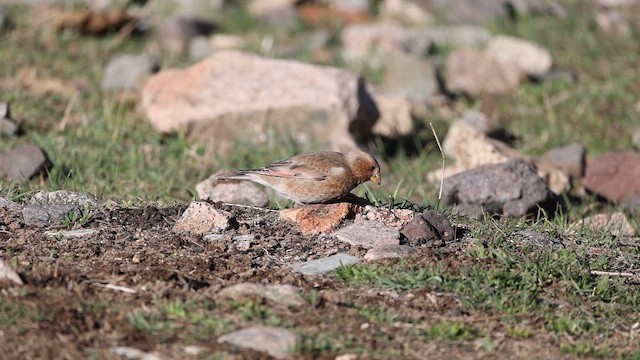 Crimson-winged Finch (African) - ML657085496