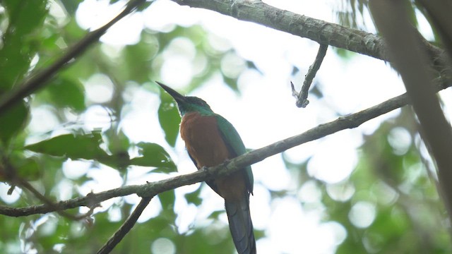 Great Jacamar - ML657085533