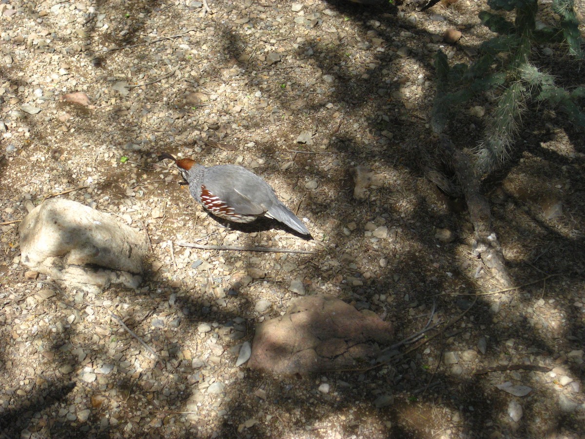 Gambel's Quail - ML657087304