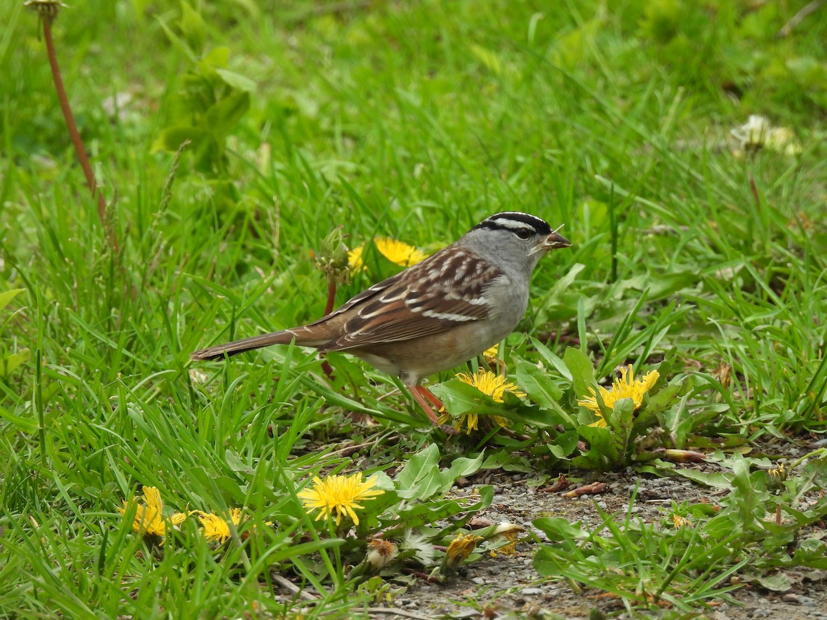 White-crowned Sparrow - ML657087372