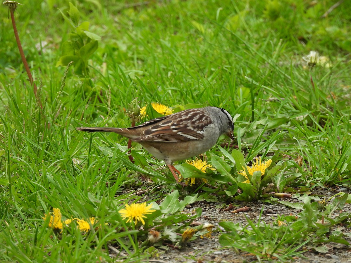 White-crowned Sparrow - ML657087373