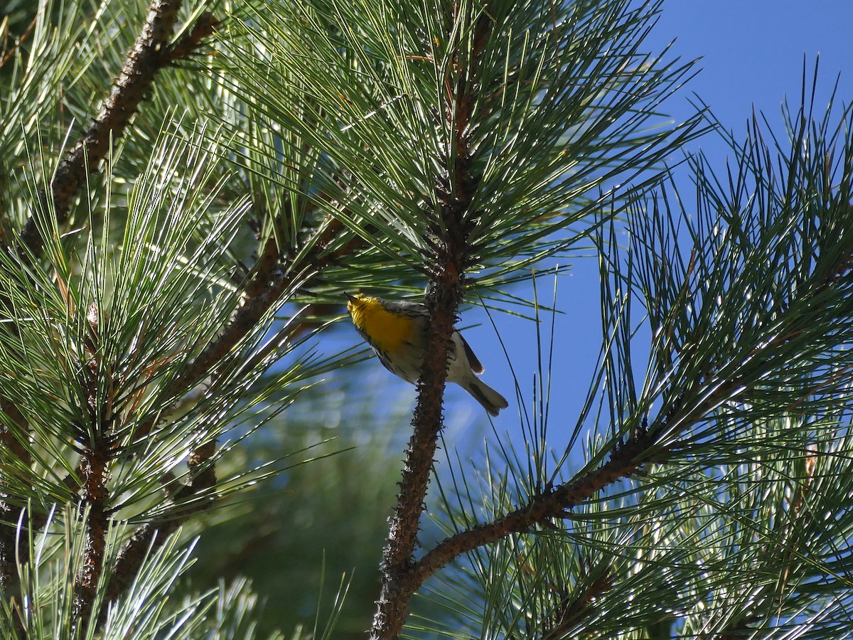 Grace's Warbler - ML657087785
