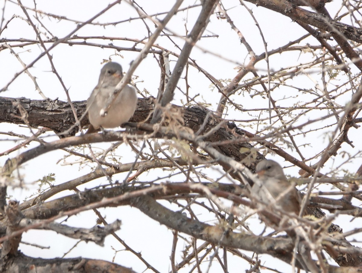 Southern Gray-headed Sparrow - ML657087790