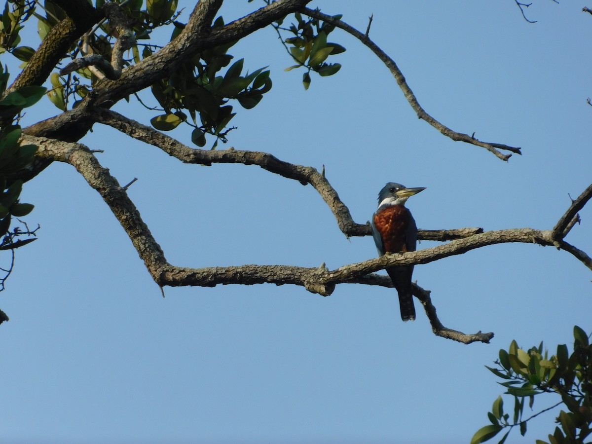 Ringed Kingfisher - ML657087798