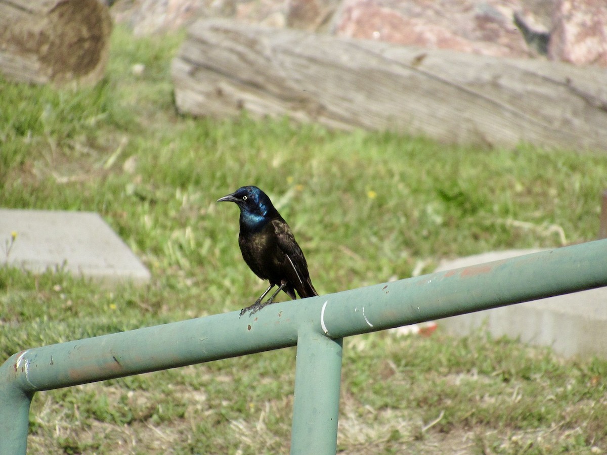 Common Grackle - ML657087799