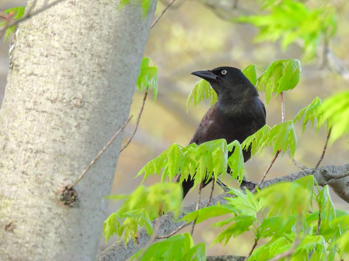 Common Grackle - ML657087805