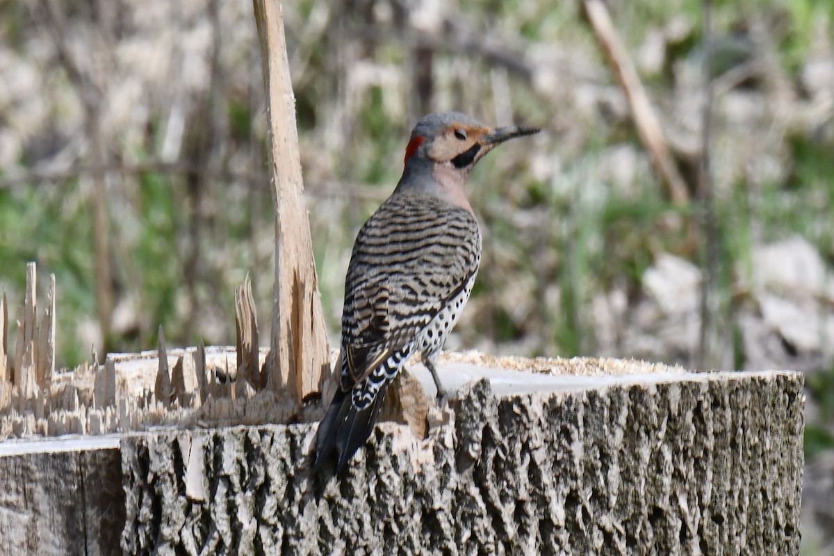 Northern Flicker - ML657087811