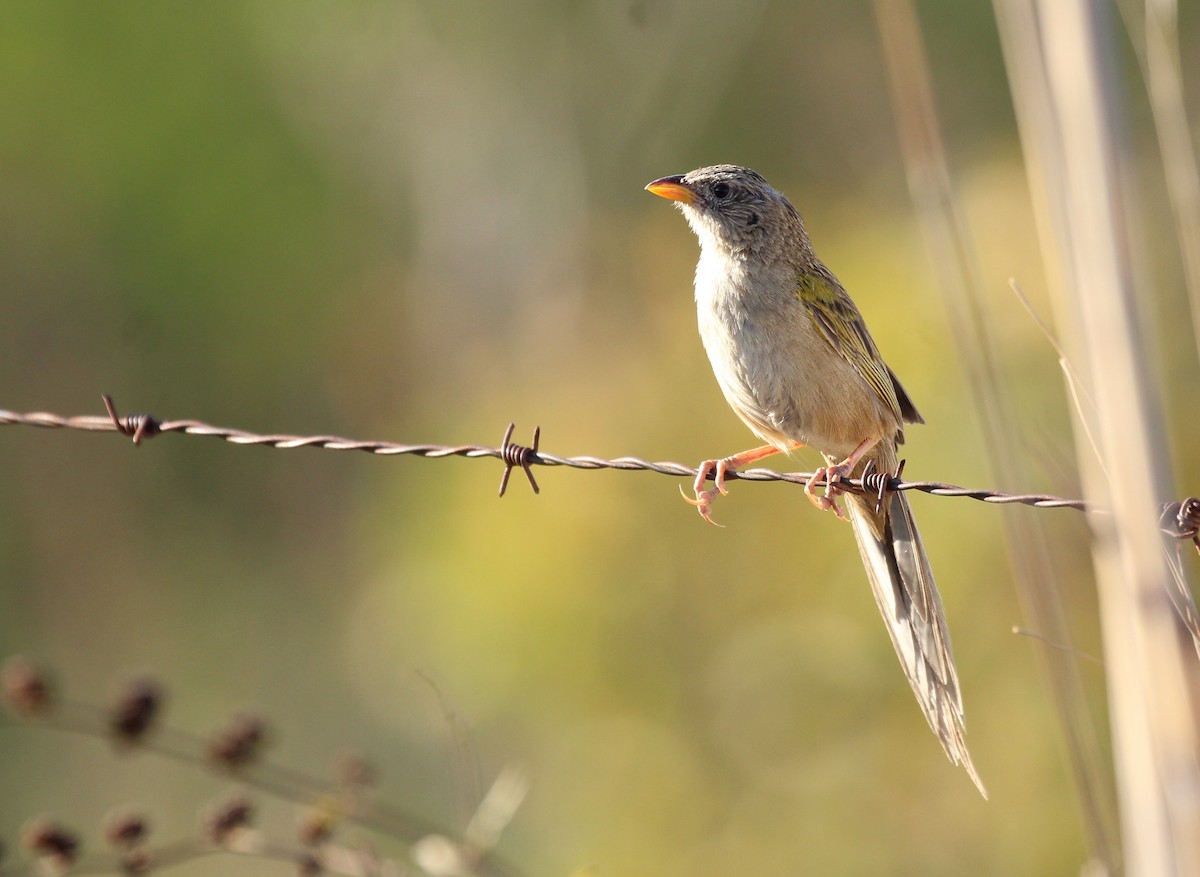 Wedge-tailed Grass-Finch - ML657087812