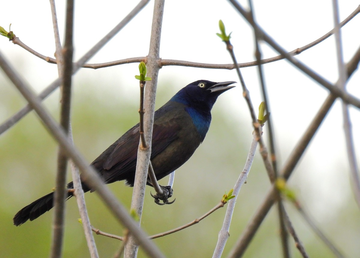 Common Grackle - ML657087814