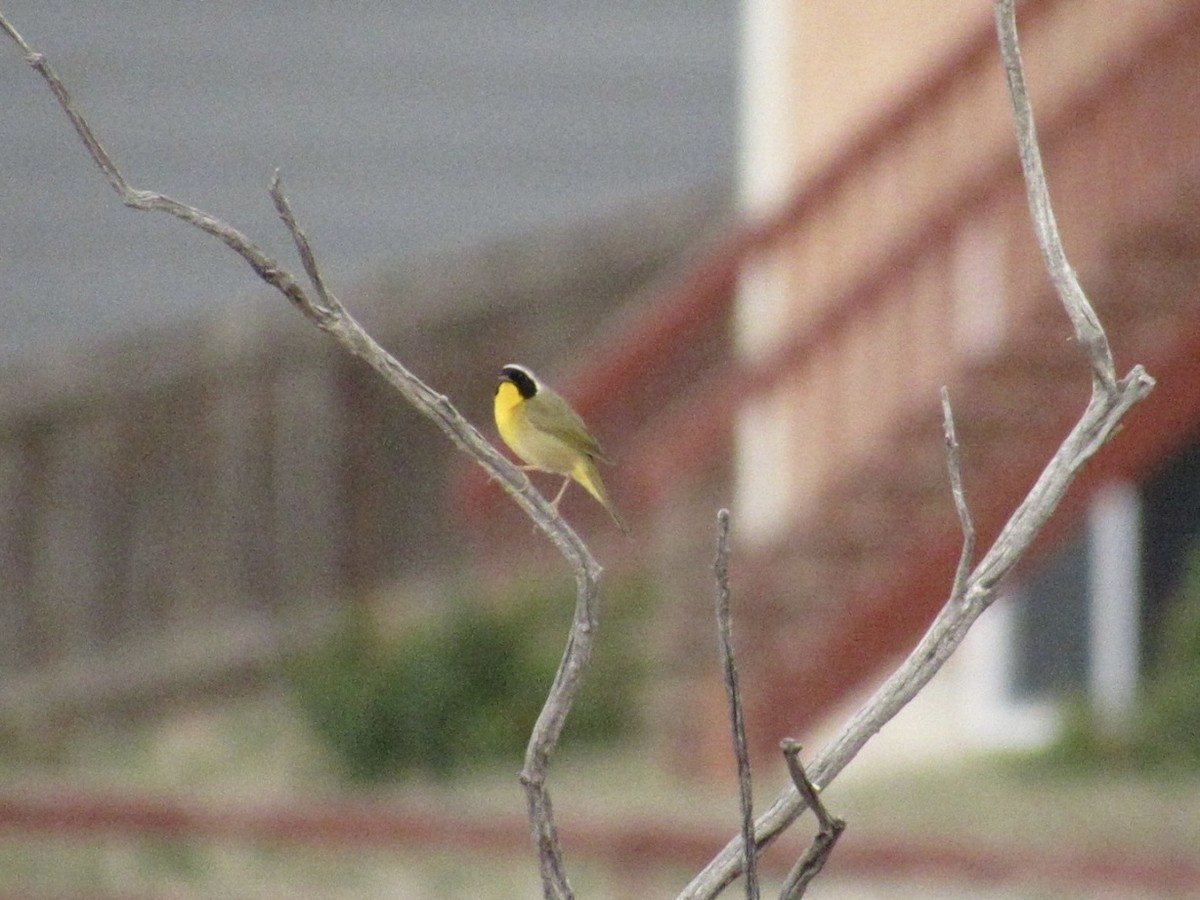 Common Yellowthroat - ML657087826