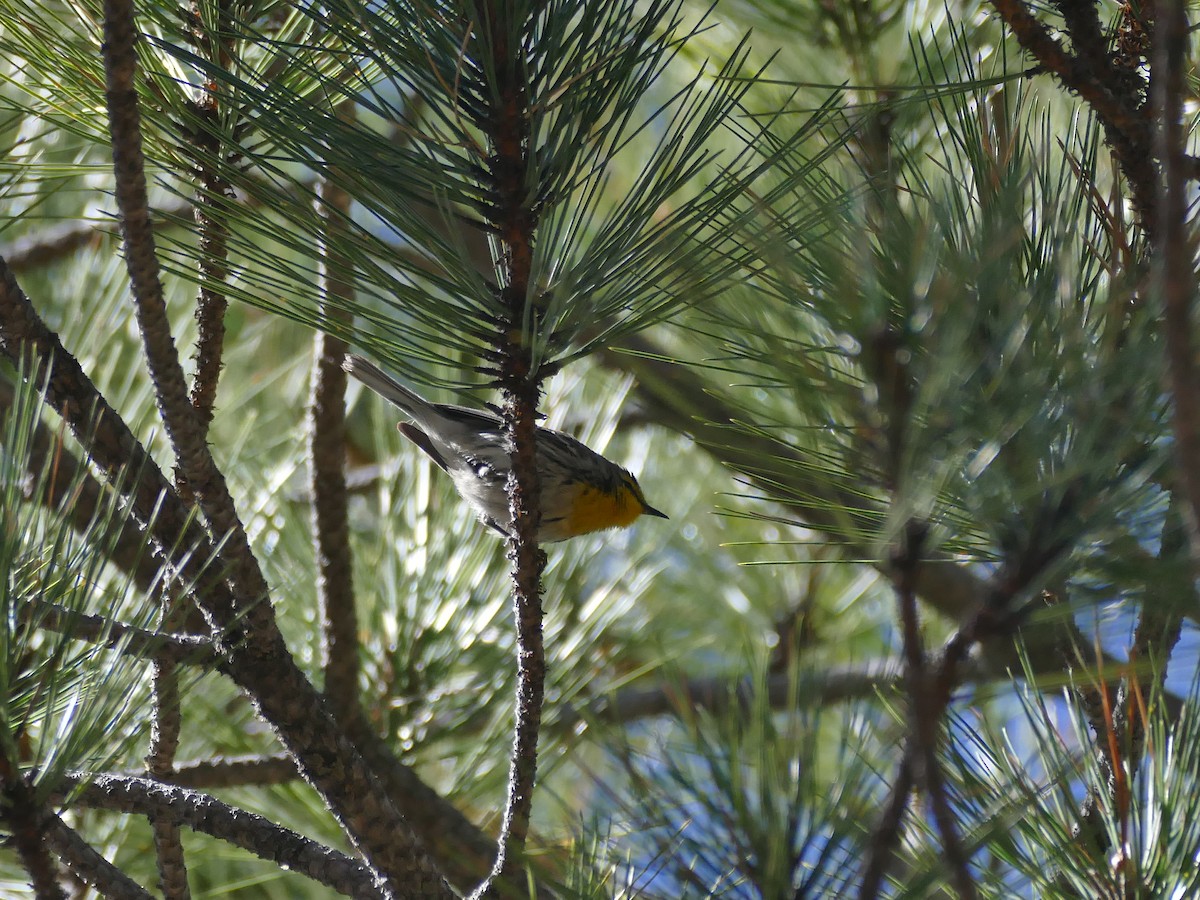 Grace's Warbler - ML657087828