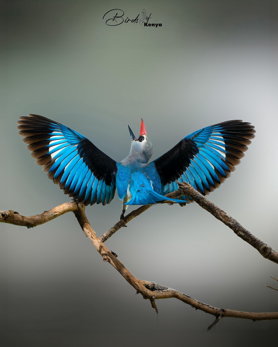 Woodland Kingfisher - ML657087830