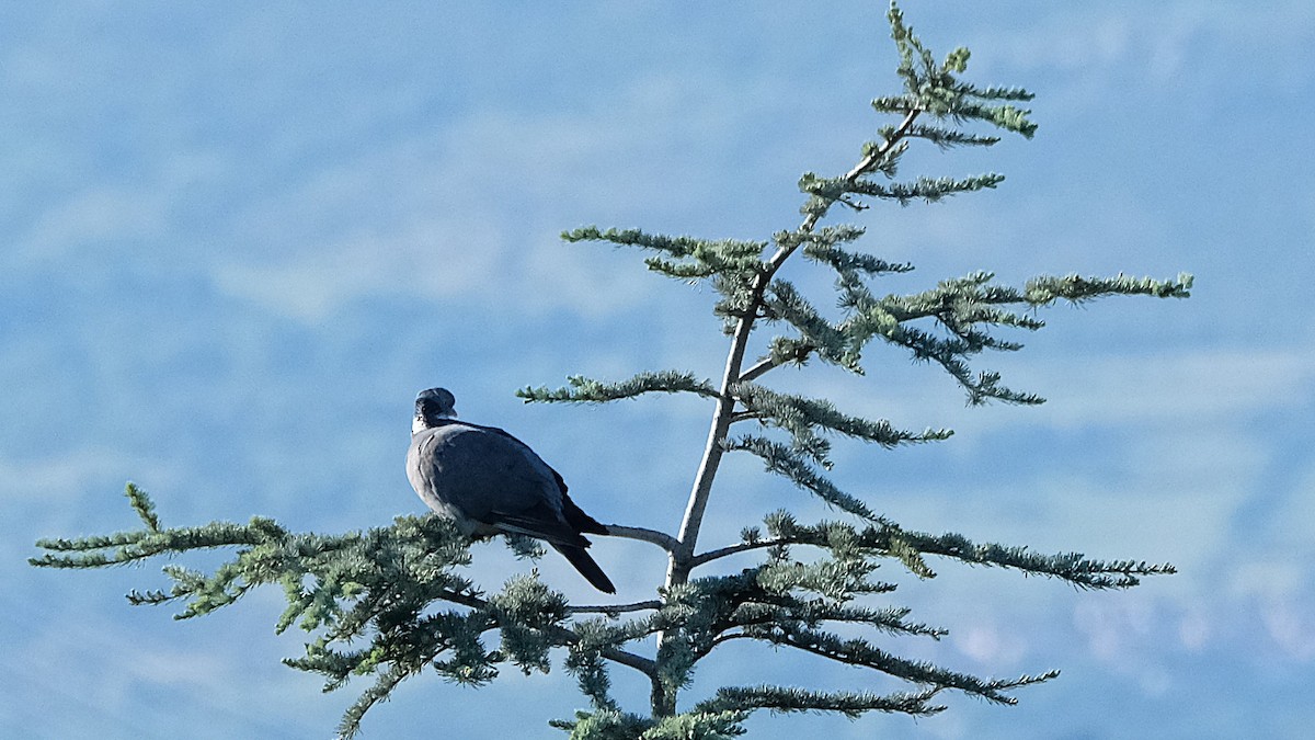 Pagausoa - ML657087831