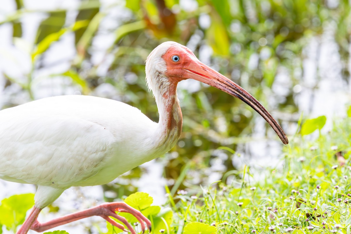 Ibis zuria - ML657087835
