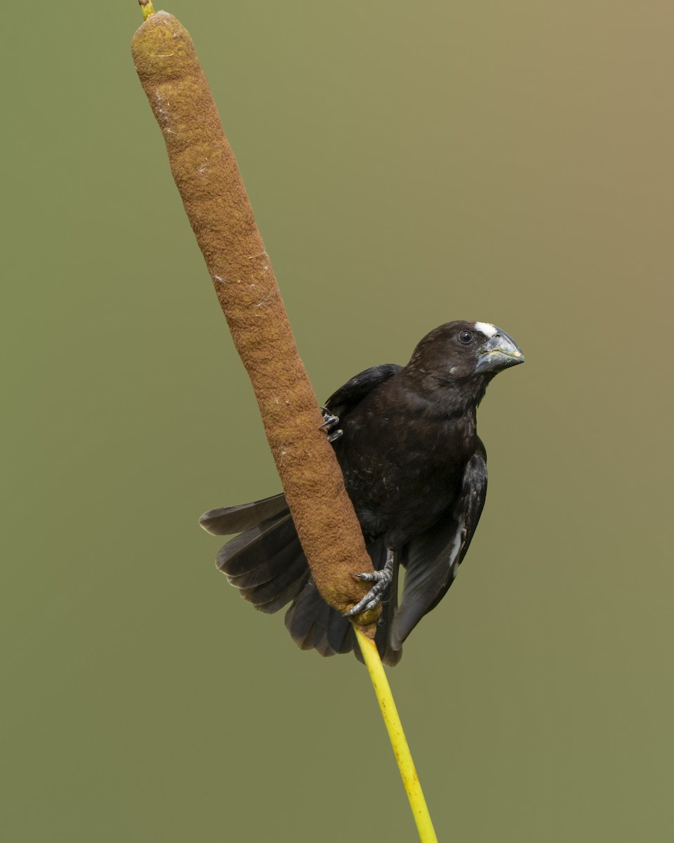 Weißstirnweber - ML657088501
