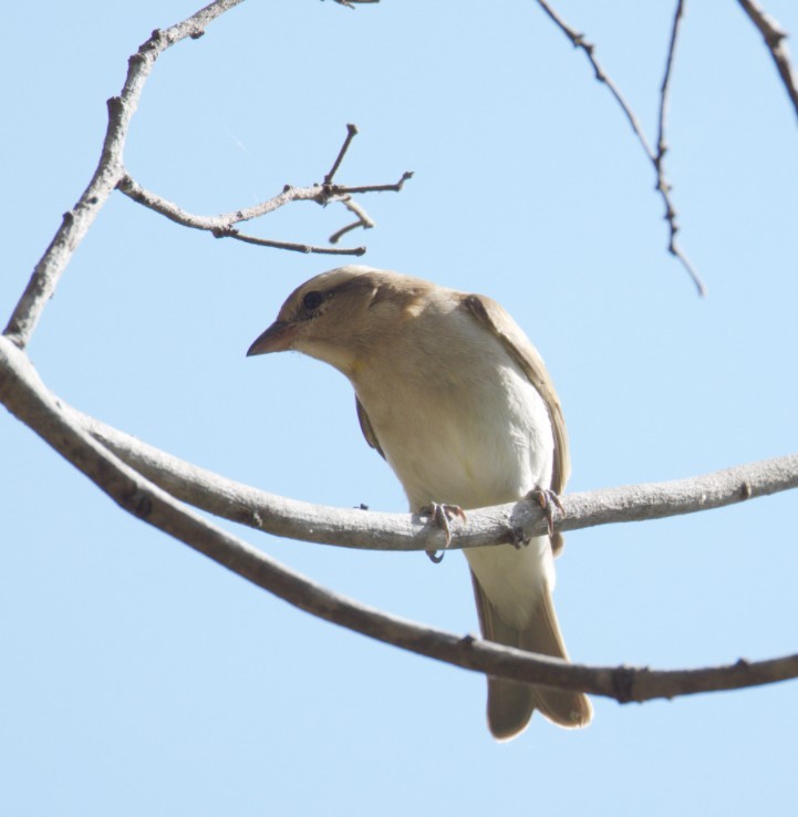 Moineau bridé - ML657088579