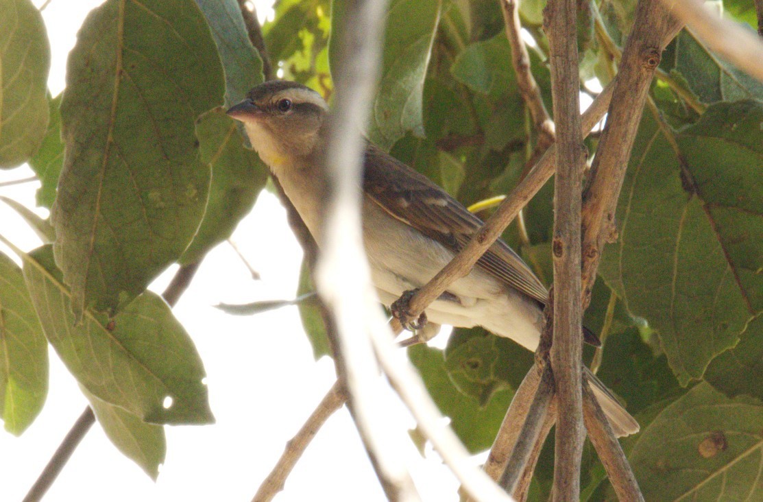 Moineau bridé - ML657088580