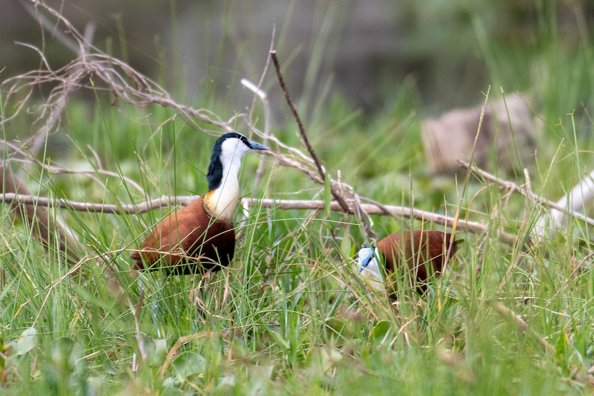 African Jacana - ML657088629