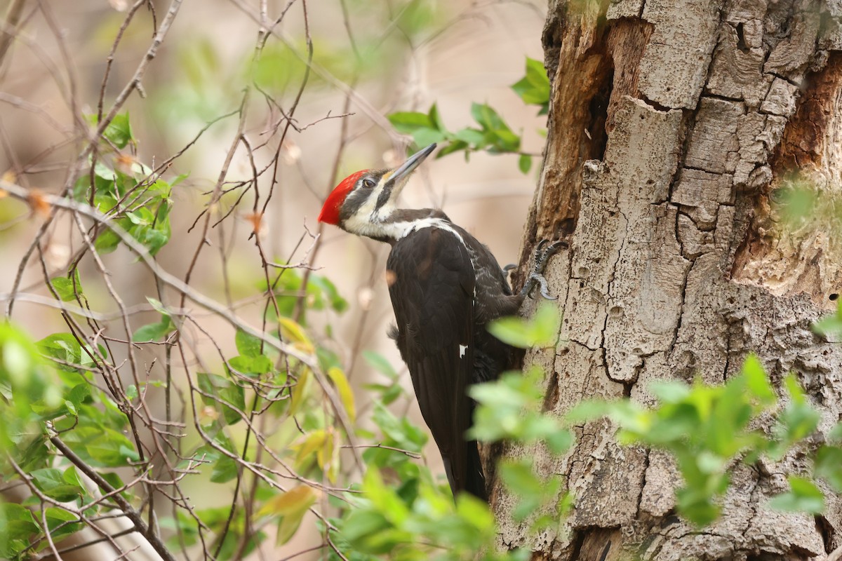 Pileated Woodpecker - ML657088642
