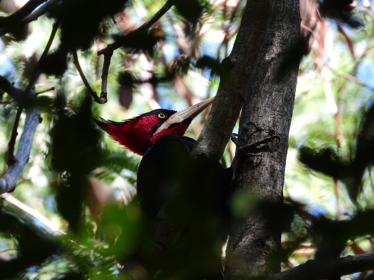 Cream-backed Woodpecker - ML657088645