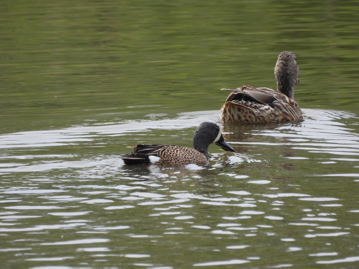 Blue-winged Teal - ML657088646