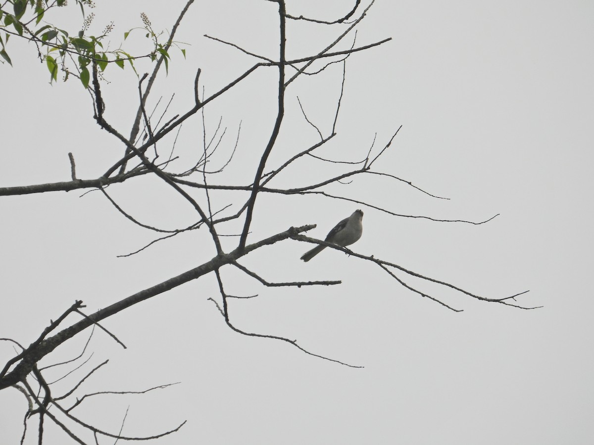 Northern Mockingbird - ML657088652