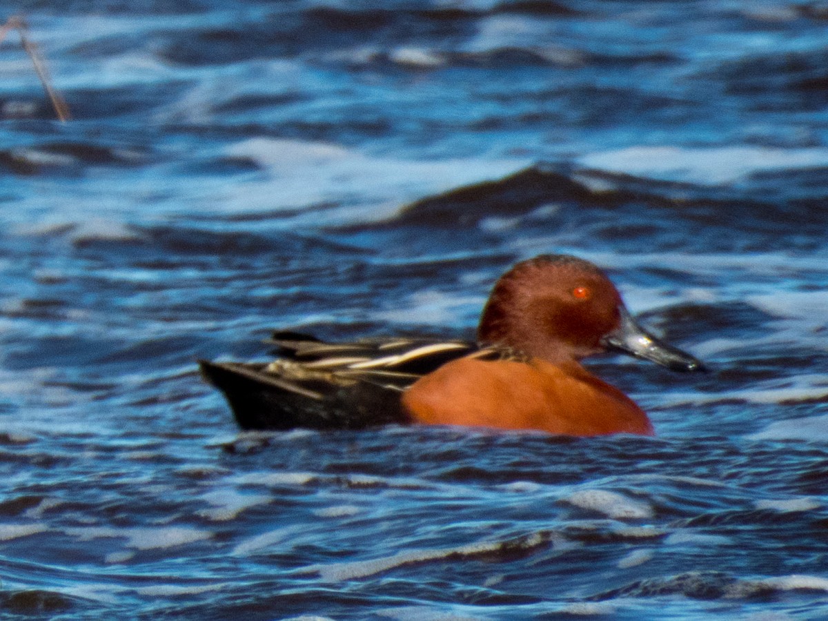 Cinnamon Teal - ML657088657