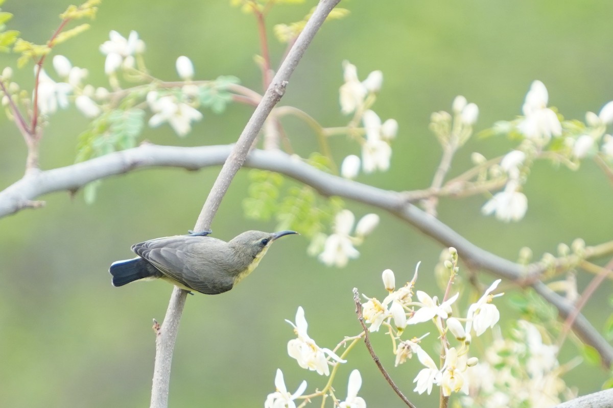 Purple Sunbird - ML657088658
