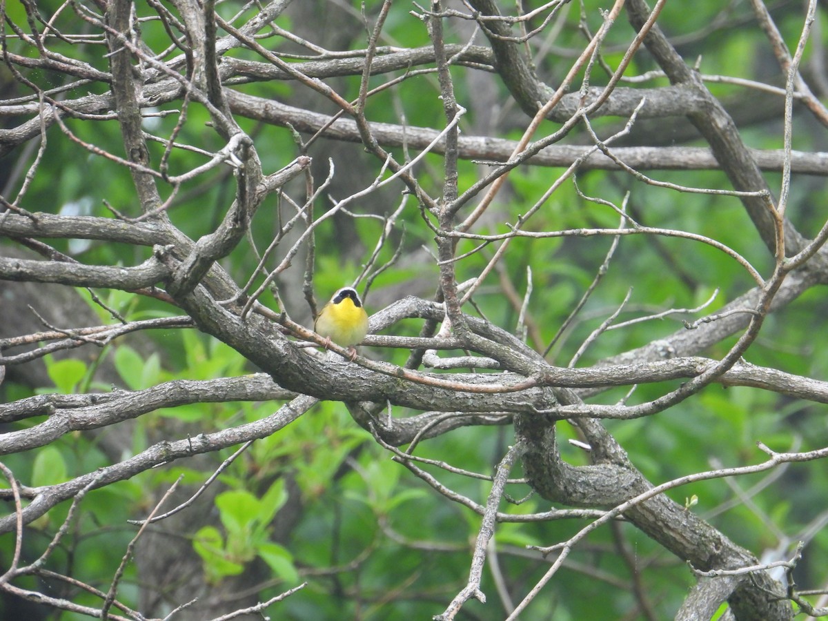Common Yellowthroat - ML657088660