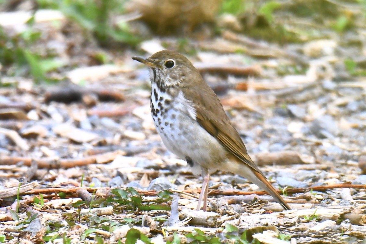 Hermit Thrush - ML657088662
