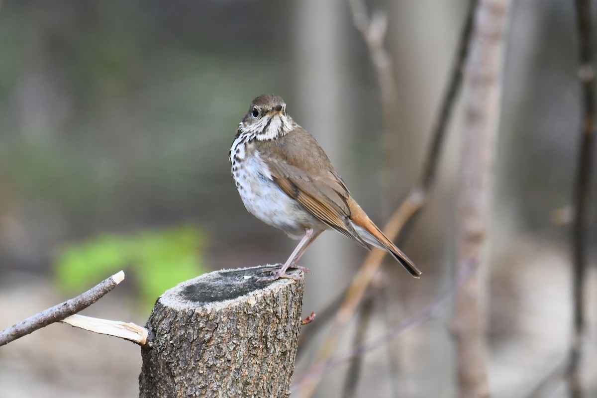 Hermit Thrush - ML657088663